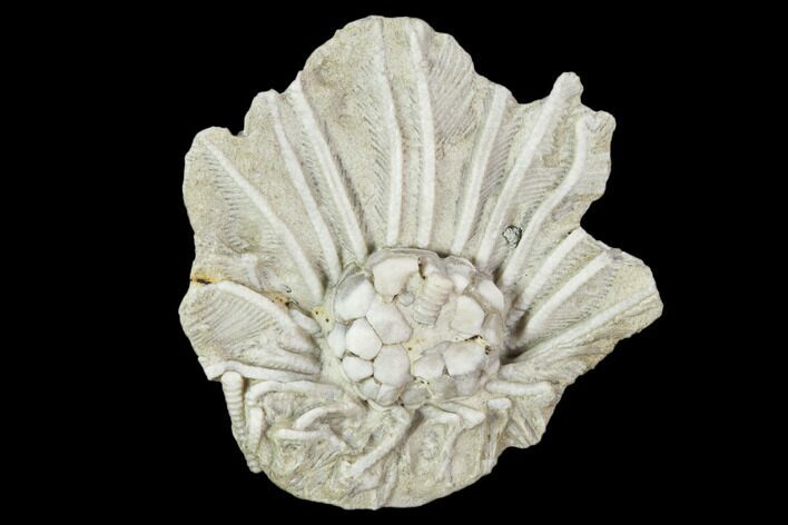 Fossil Crinoid (Cribanocrinus) Crown - Gilmore City, Iowa #102960